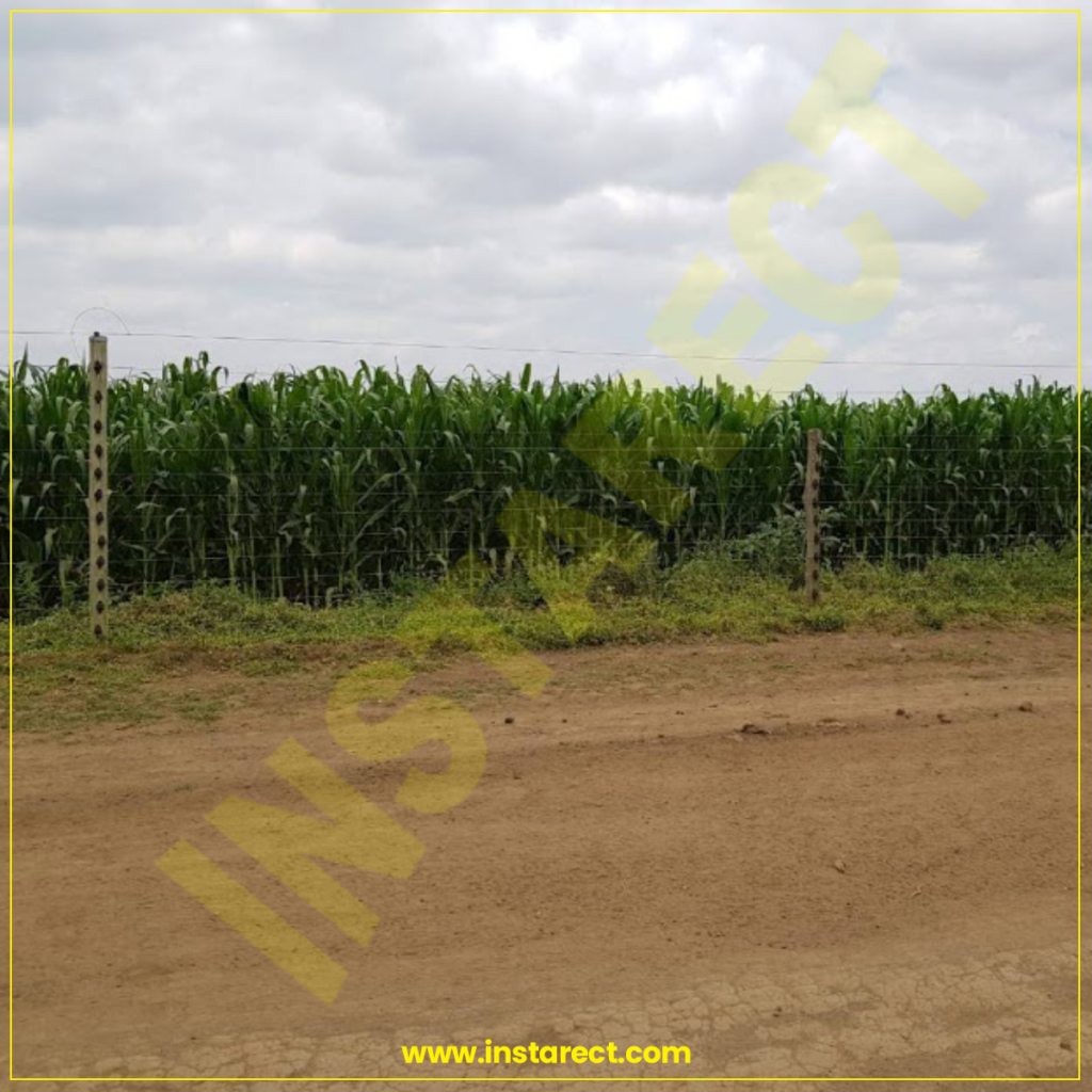 Maize Farm Electric Fence